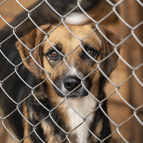 放浪犬が飢えないようにするために、ボリキンの愛が動いている
